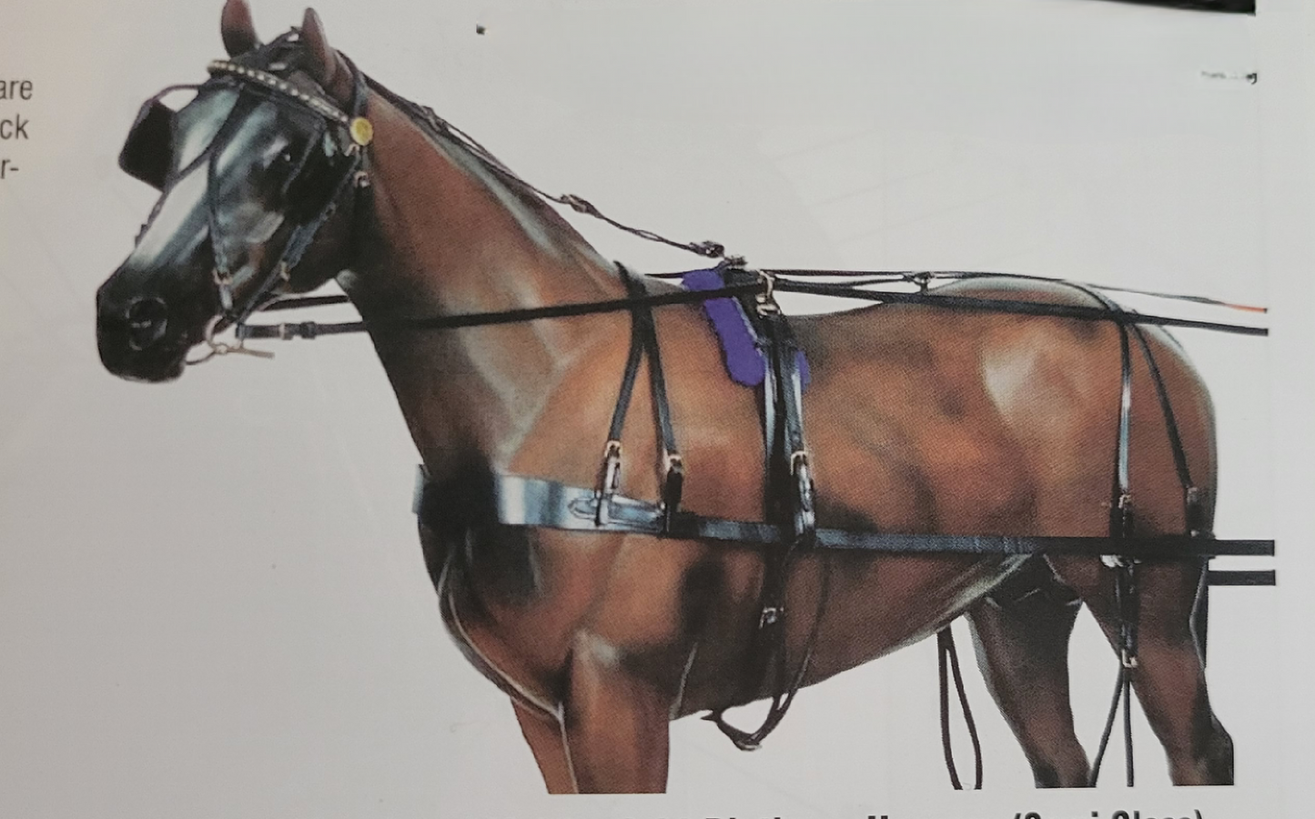 Pleasure driving harness