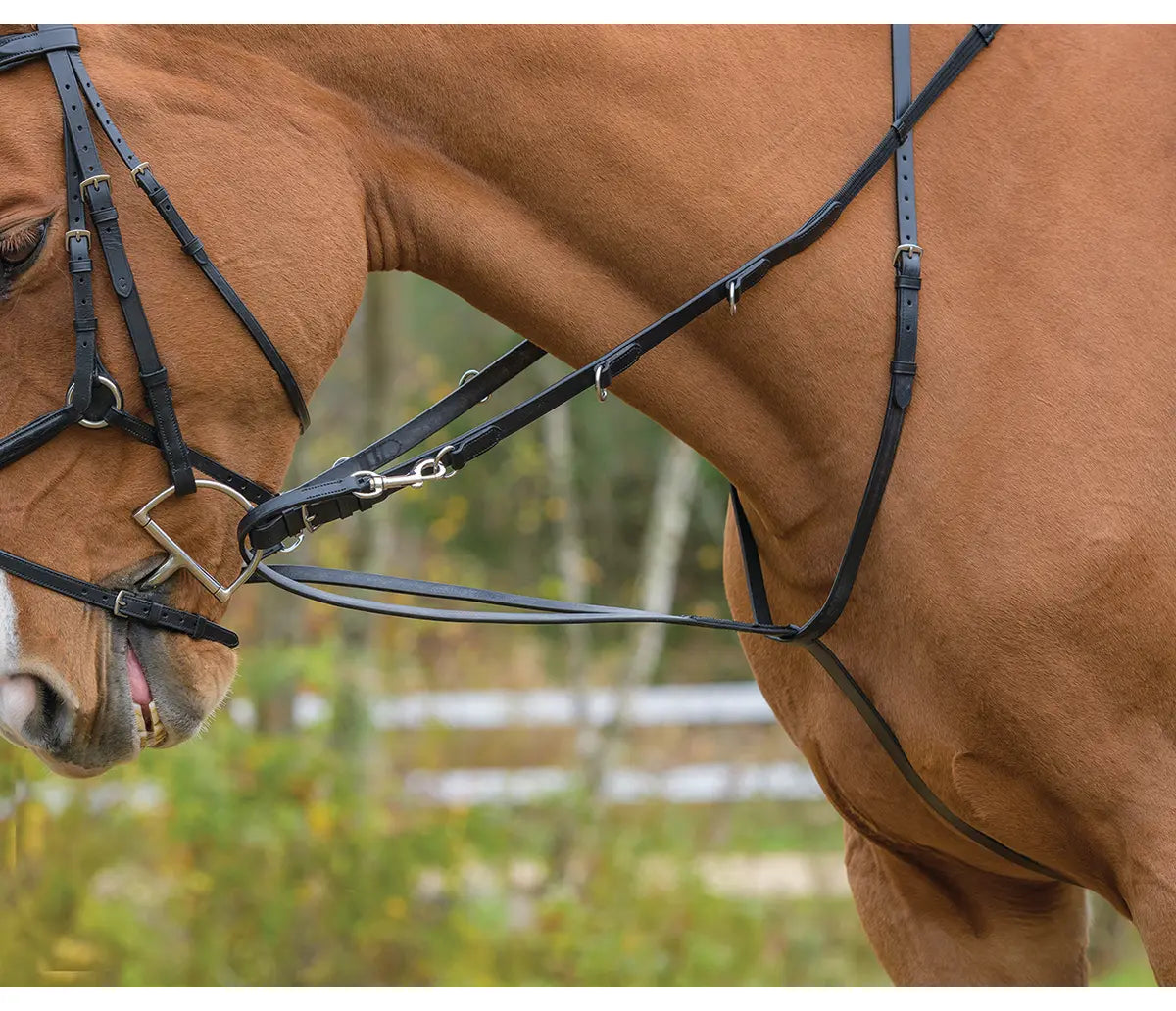 Avignon German martingale