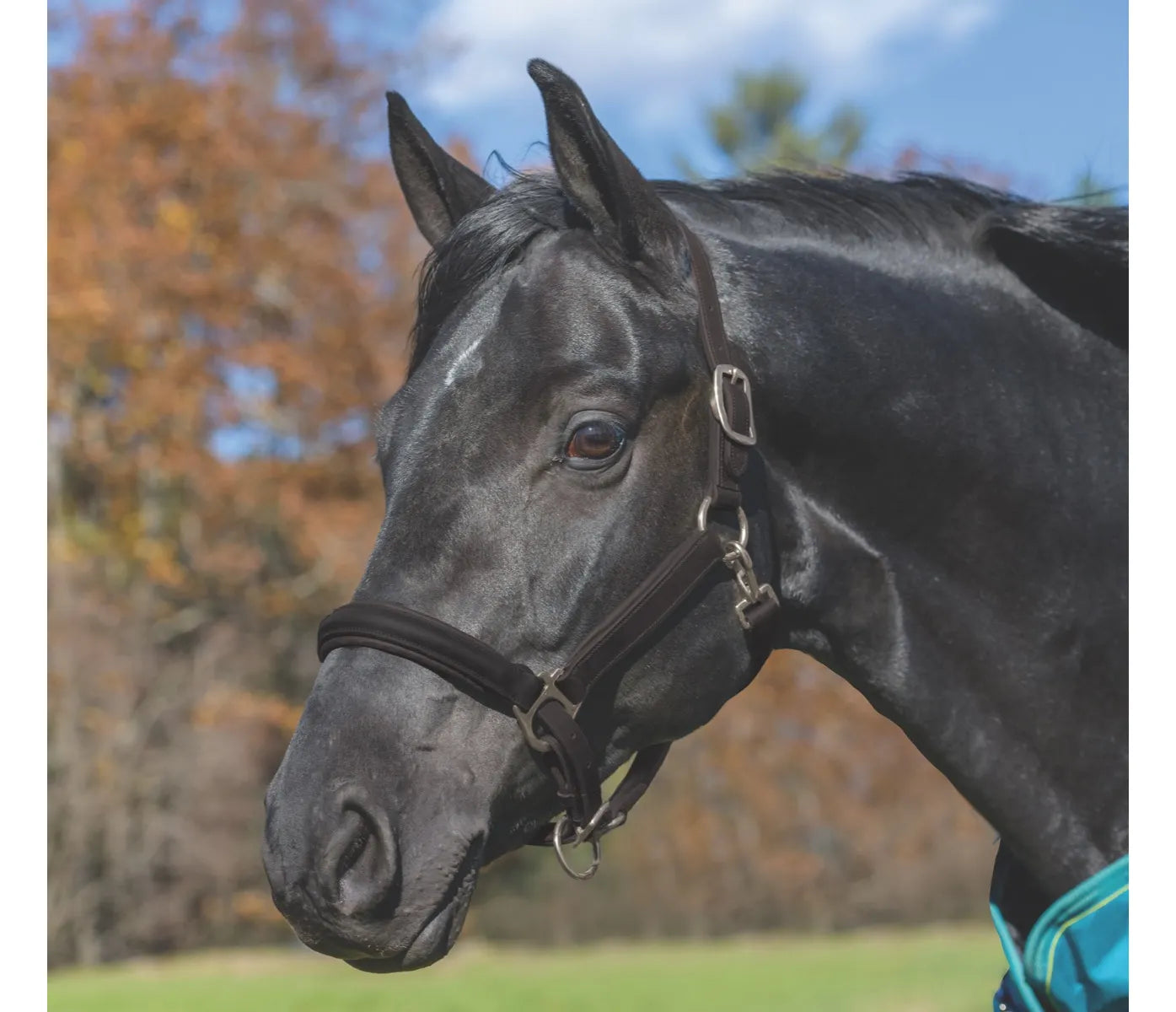 Avignon padded halter