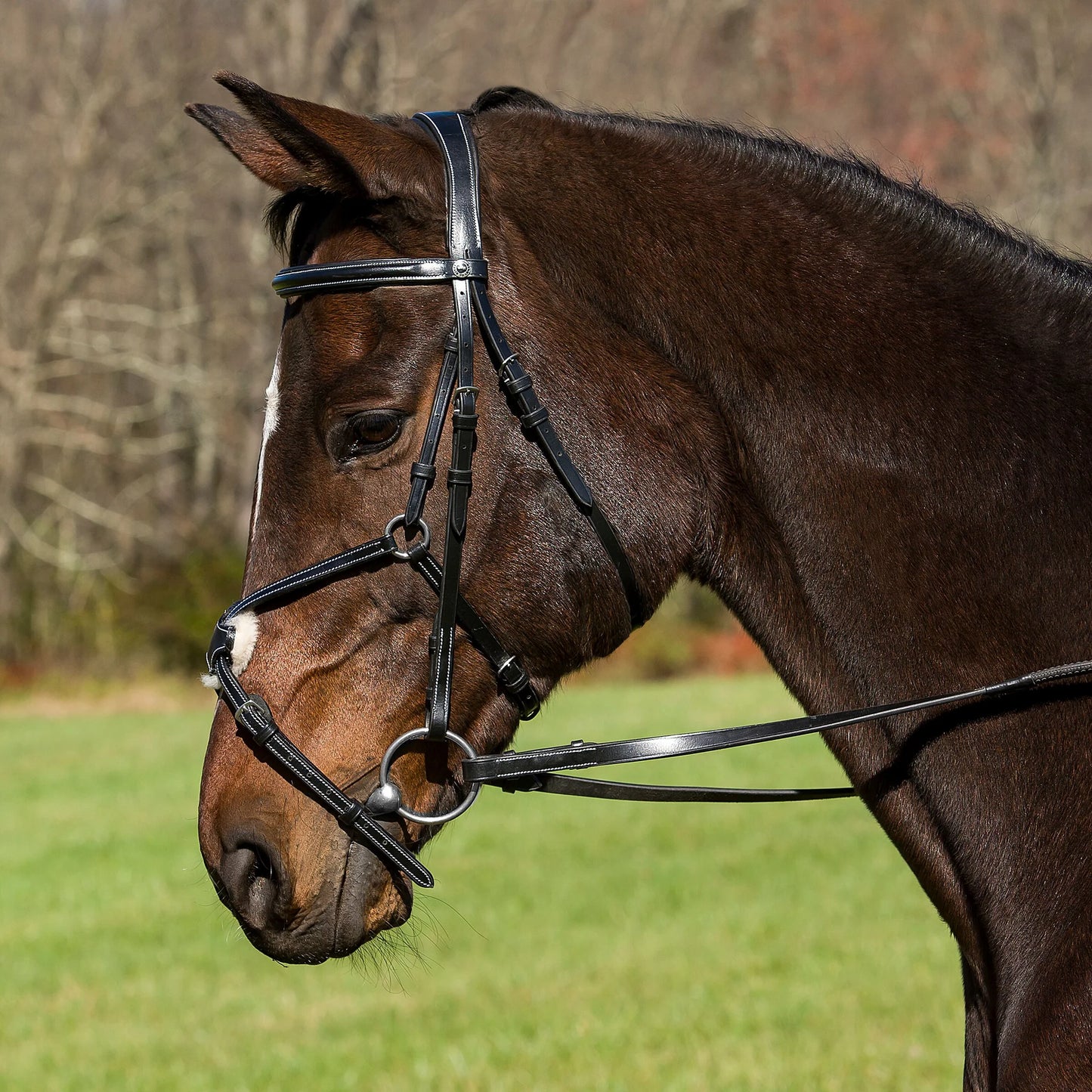 HDR Pro mono crown figure 8 bridle