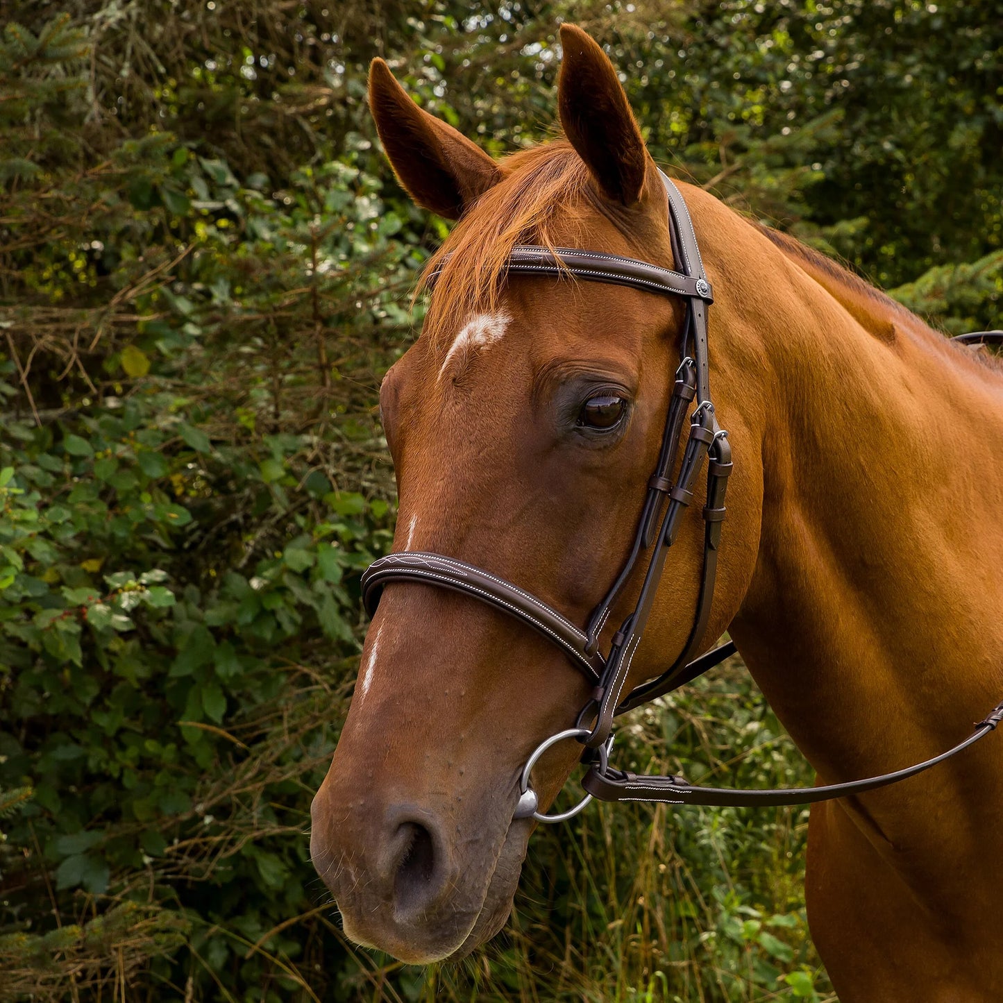 HDR Pro mono crown fancy-stitched padded bridle