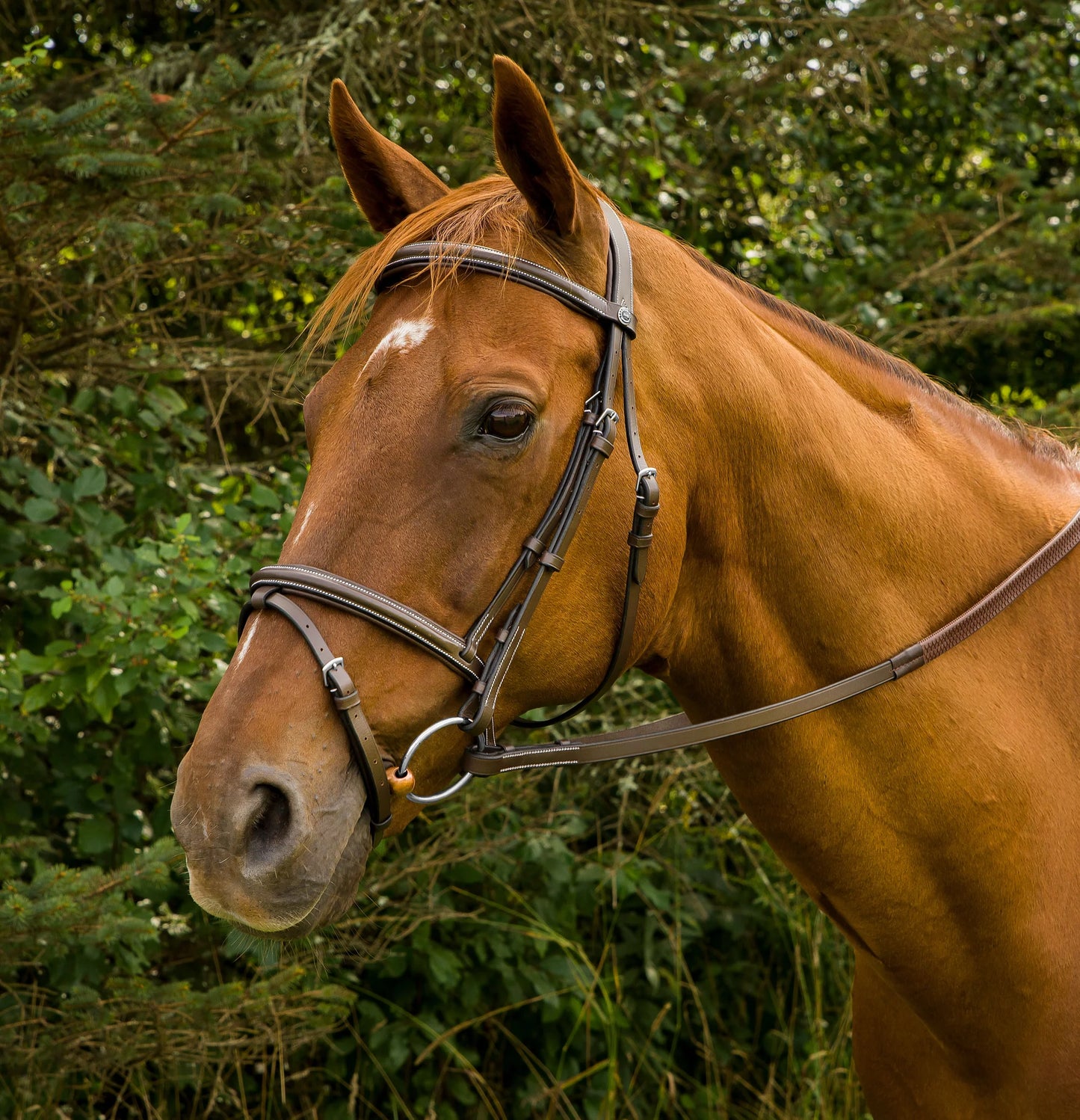 HDR Pro mono crown bridle w/flash