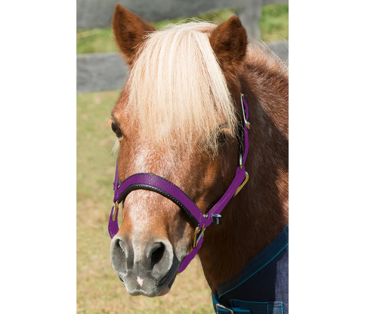 Shires mini Topaz halter