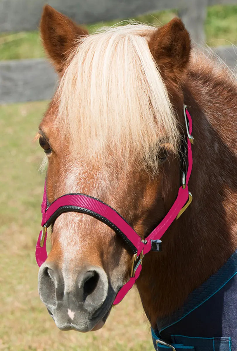 Shires mini Topaz halter