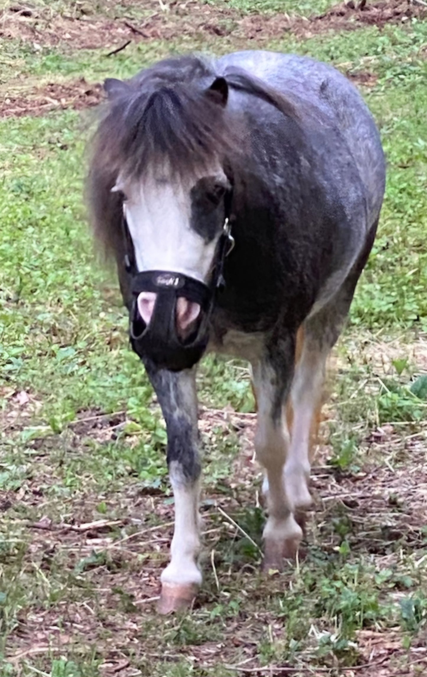 Tough-1 Easy Breathe grazing muzzle