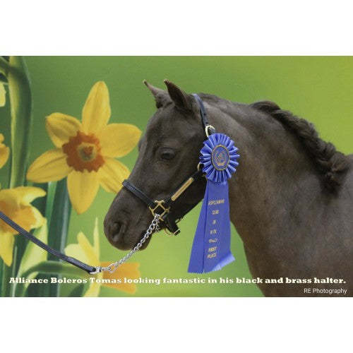 Griffinbrook leather mini/pony halter