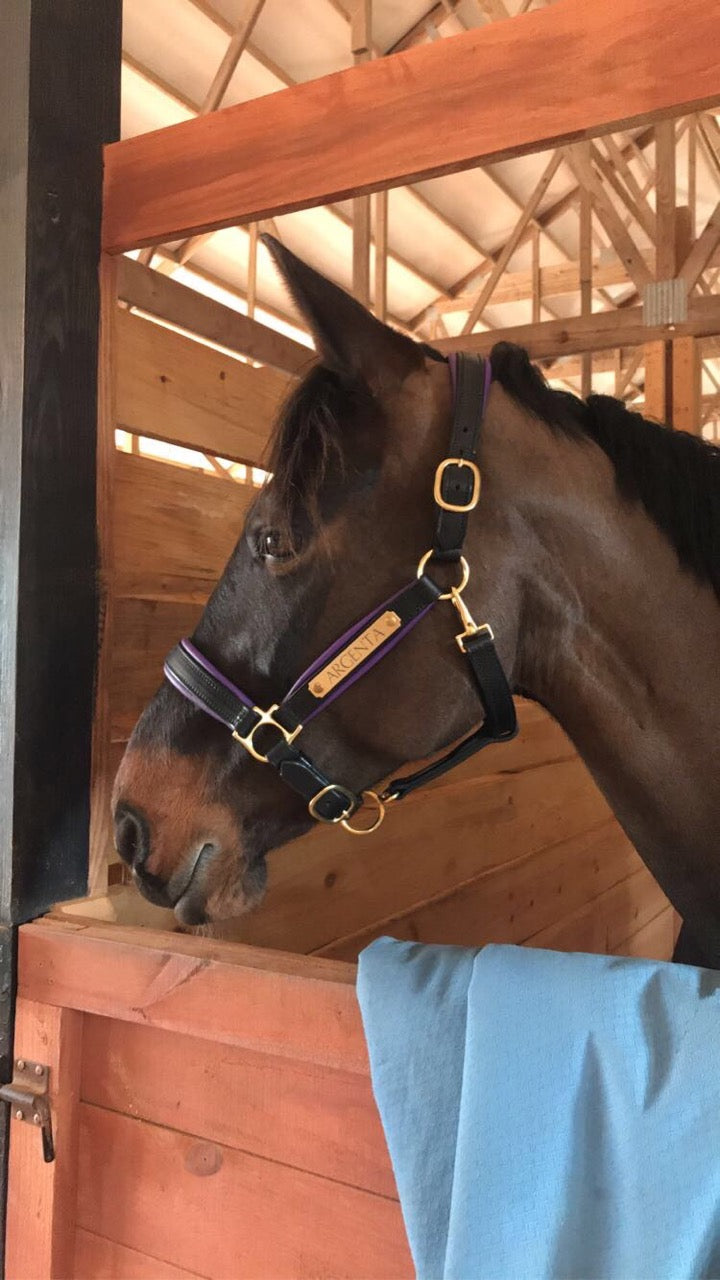 Griffinbrook padded halter flat throat black color