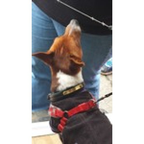 Padded dog collar with name plate for XS and S dogs