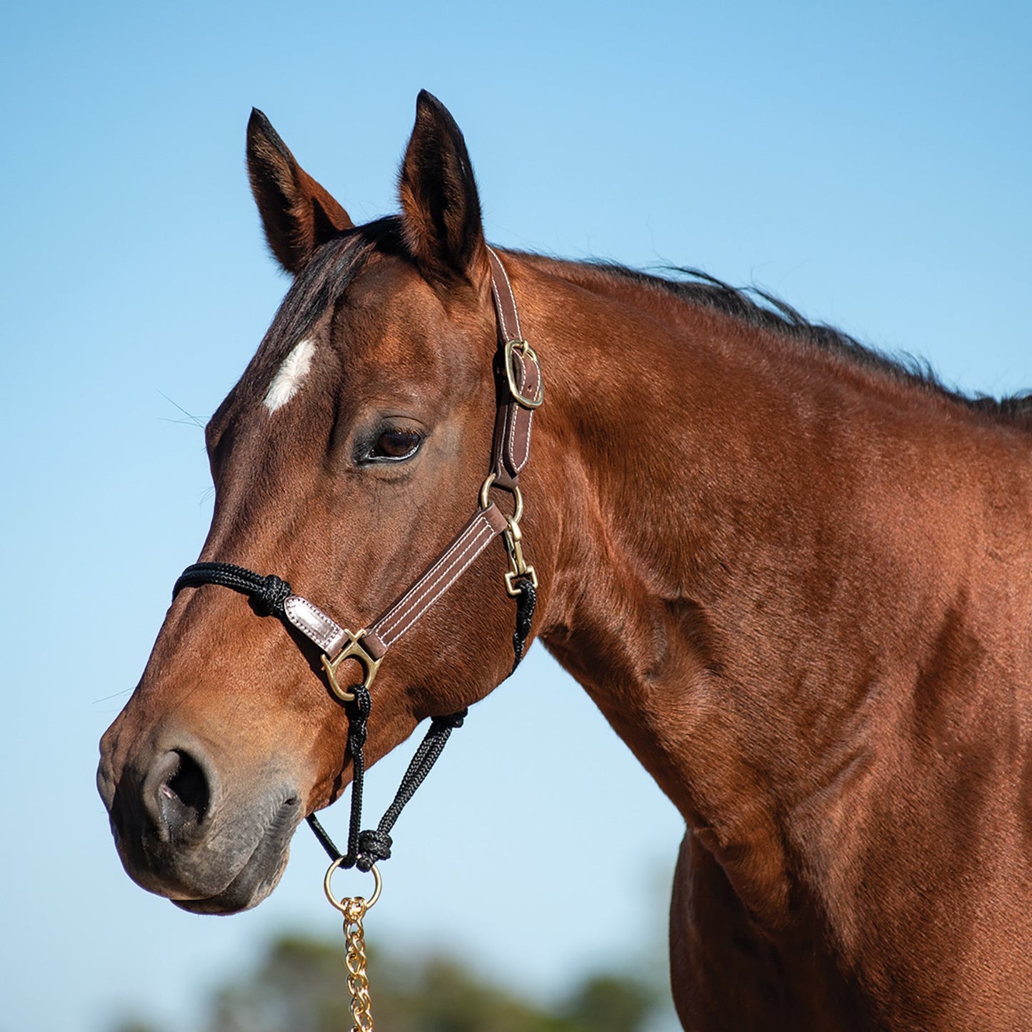 Cashel hybrid halter