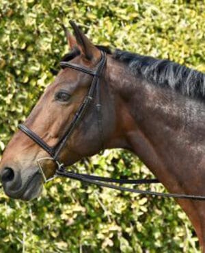 Bobby's 1101 Silver Spur stitched raised monocrown bridle