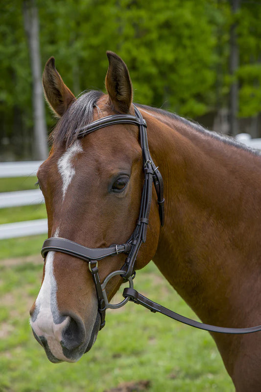 HDR anatomical bridle