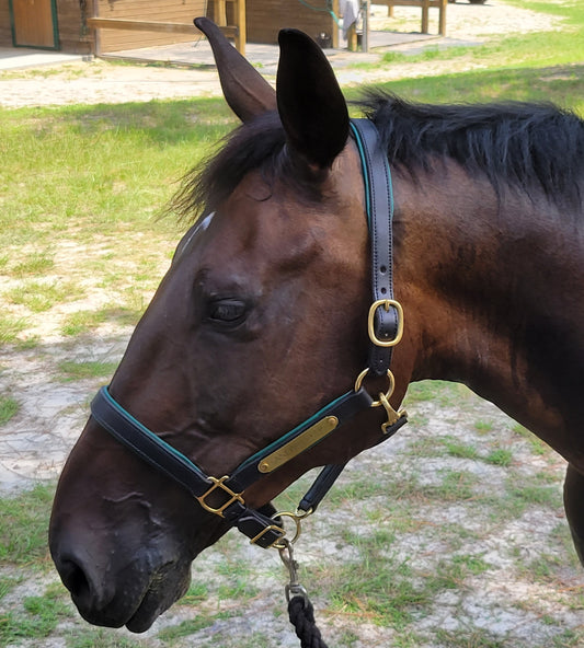 Griffinbrook padded halter for warmblood