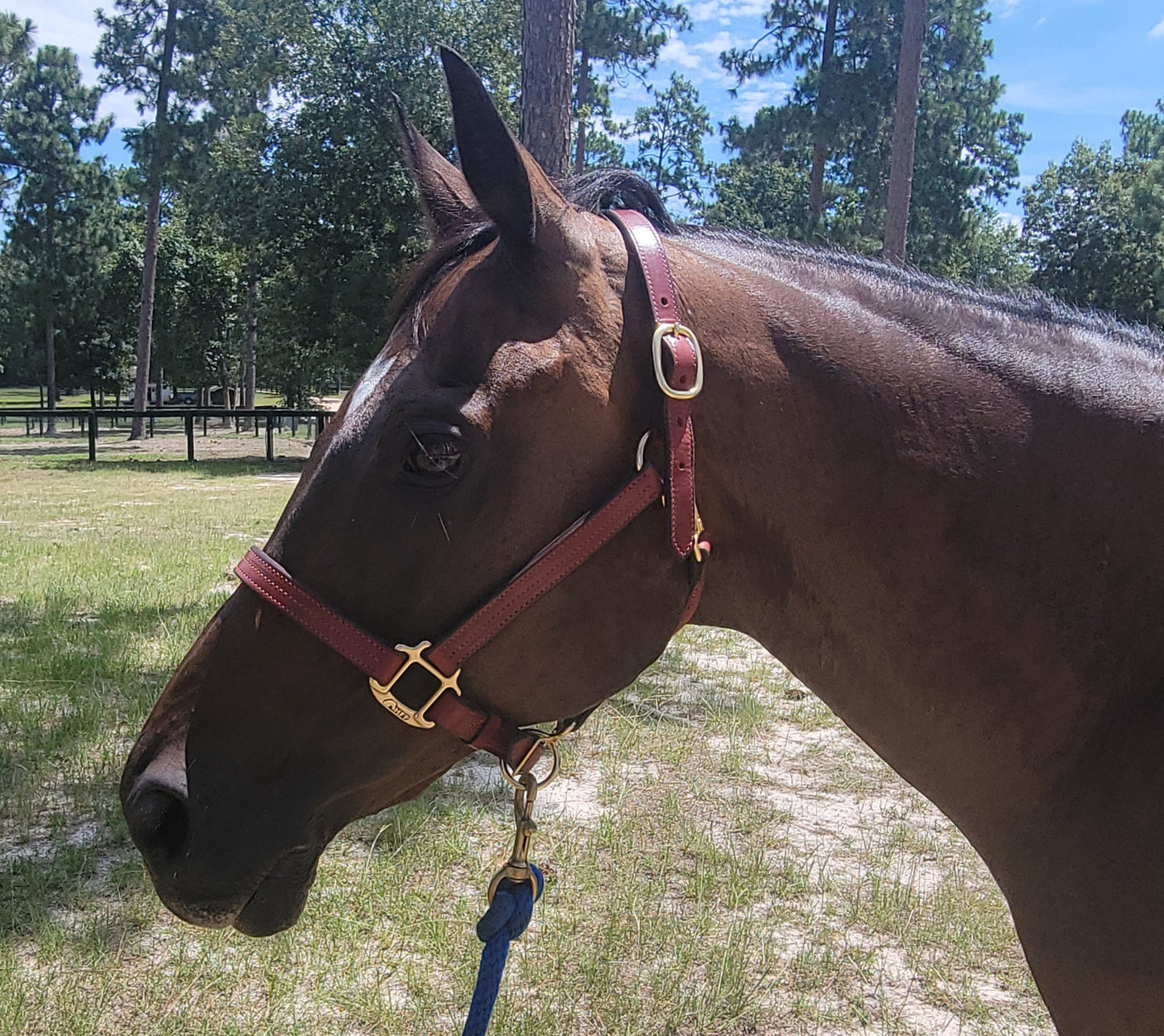 Chestnut leather halter