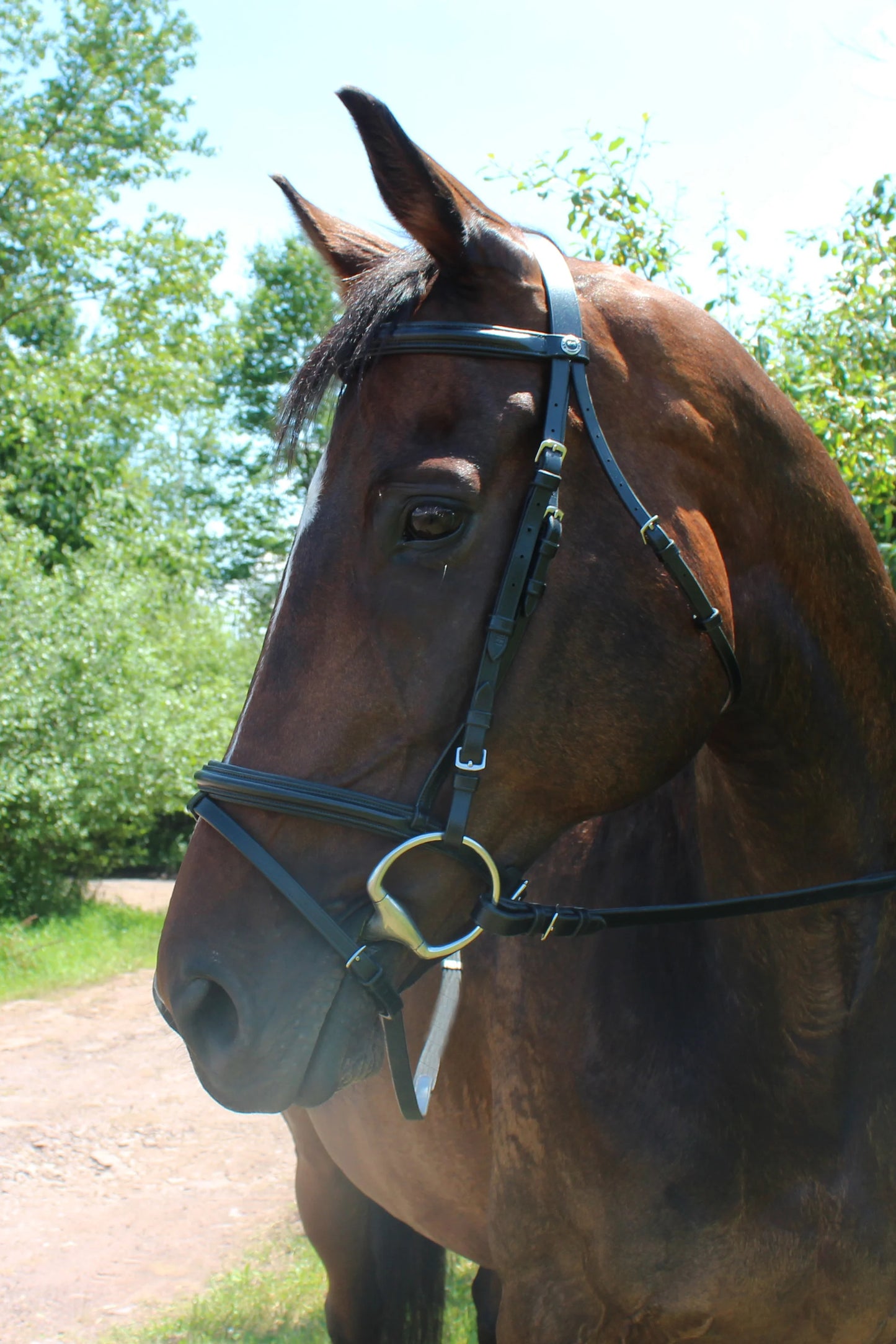 HDR Pro padded dressage bridle