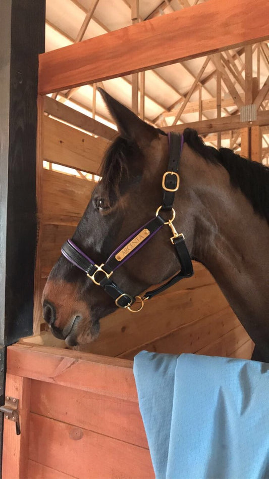 Griffinbrook padded halter flat throat black color