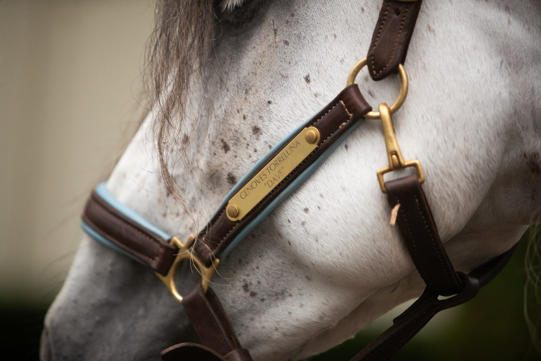 Griffinbrook padded halter for pony/cob/horse in havana with brass