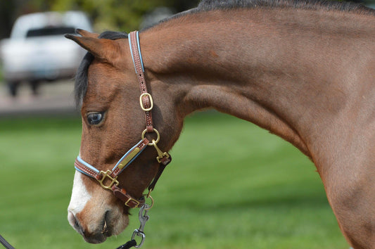 Griffinbrook padded halter for pony/cob/horse in black with chrome