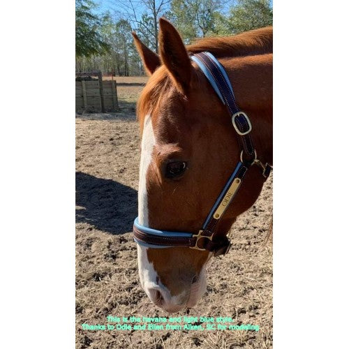 Griffinbrook padded halter for pony/cob/horse in havana with brass