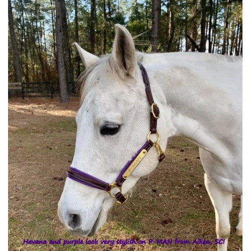 Griffinbrook padded halter rolled throat black color